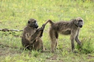 Bear baboon, Tschakma baboon (Papio ursinus), adult, two baboons, sitting on the ground, grooming,