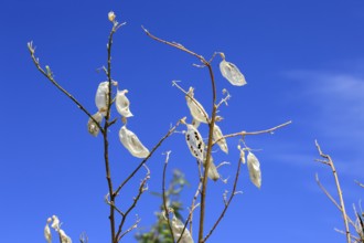 Balloon pea (Lessertia frutescens), Karoo Botanic Garden, Worcester, Western Cape, South Africa