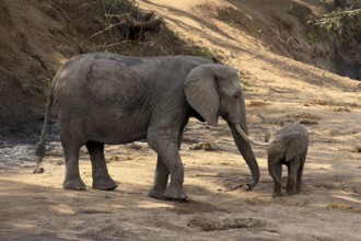 African elephant (Loxodonta africana), adult, juvenile, dried up riverbed, water search, Kruger,