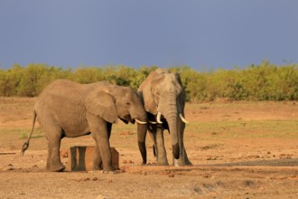 African elephant (Loxodonta africana), adult, two, drinking, waterhole, Kruger, Kruger National