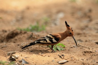 African hoopoe (Upupa africana), adult, alert, on the ground, foraging, Kruger, Kruger National