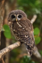 African Tawny Owl (Strix woodfordii), African Tawny Owl, African Bush Owl, African Tawny Owl,