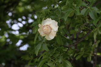 African baobab (Adansonia digitata), African baobab, flowers, flowering, foliage, Kruger, Kruger