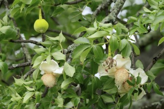 African baobab (Adansonia digitata), African baobab, flowers, flowering, leafy, fruit, Kruger,