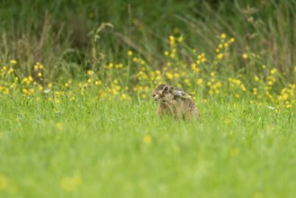 European hare (Lepus europaeus), Vulkaneifel, Rhineland-Palatinate, Germany