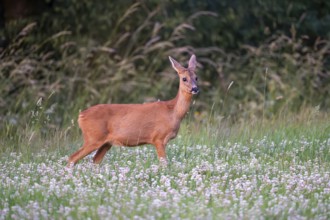 Roe deer (Capreolus capreolus), female, Vulkaneifel, Rhineland-Palatinate, Germany