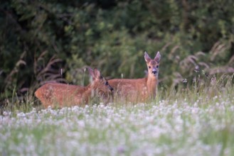 Roe deer (Capreolus capreolus), young fawn, Vulkaneifel, Rhineland-Palatinate, Germany