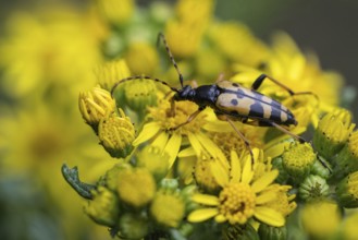 Spotted longhorn (Leptura maculata) on common ragwort (Senecio jacobaea), Emsland, Lower Saxony,