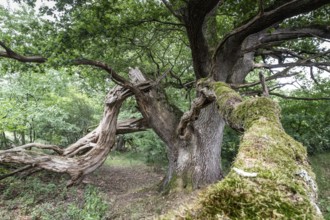 English oak (Quercus robur) in the Hutewald forest, Emsland, Lower Saxony, Germany