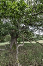 English oak (Quercus robur) in the Hutewald forest, Emsland, Lower Saxony, Germany