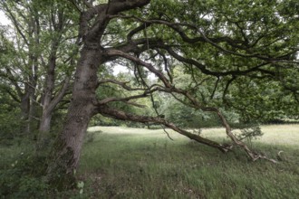English oaks (Quercus robur) in the Hutewald forest, Emsland, Lower Saxony, Germany