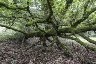 Fallen English oak (Quercus robur) in the Hutewald forest, Emsland, Lower Saxony, Germany