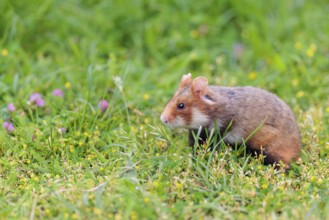 A European hamster (Cricetus cricetus) collects herbs, grass and daisies in a fresh green meadow
