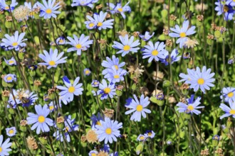 Felicia aethiopica, capaster, flower, flowering, Kirstenbosch Botanical Gardens, Cape Town, South