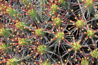 Euphorbia heptagona, spurge, flowering, flowers, plant, Karoo Desert Botanic Garden, Worcester,