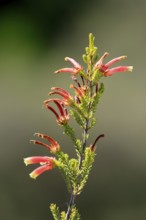 Erica glandulosa, flower, flowering, Kirstenbosch Botanical Gardens, Cape Town, South Africa