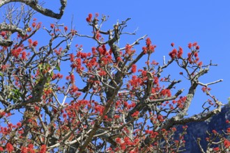 Erythrina abyssinica, tree, flower, flowering, Kirstenbosch Botanical Gardens, Cape Town, South