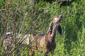 Detroit, Michigan - A flock of four goats is employed eating weeds and brush in the overgrown area