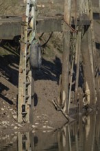 Common kingfisher (Alcedo atthis) adult bird on a tyre on a harbour wall, Norfolk, England, United