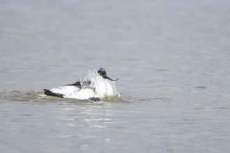 Pied avocet (Recurvirostra avosetta) adult wading bird bathing in a shallow lagoon, England, United