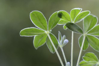Lupin, young plant of the sweet lupin, Lupinus albus, variety 'Amiga'