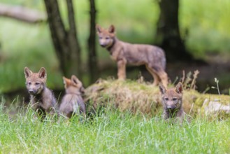 Four gray wolf pups (Canis lupus lupus) stand on, or next to a rock on a small hill at the edge of