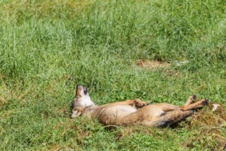 A gray wolf (Canis lupus lupus), rolling on a green meadow on a sunny day