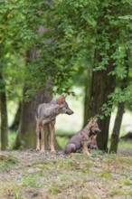An adult wolf and two gray wolf pups (Canis lupus lupus) stand on a small hill in the deep shade of