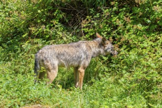 A gray wolf (Canis lupus lupus) runs through the undergrowth on the edge of a forest on a sunny day