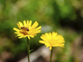 Hoverfly dung bee (Eristalis tenax) on the ox-eye daisy (Buphthalmum salicifolium), Jenner,