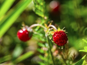 Wild strawberry (Fragaria vesca), Jenner, Berchtesgaden National Park, Schönau am Königssee,