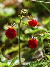 Wild strawberries (Fragaria vesca), Jenner, Berchtesgaden National Park, Schönau am Königssee,