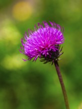 Mountain thistle (Carduus defloratus), Jenner, Berchtesgaden National Park, Schönau am Königssee,