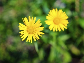 Ox-eye daisy (Buphthalmum salicifolium), Jenner, Berchtesgaden National Park, Schönau am Königssee,