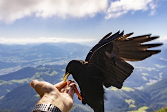 Alpine chough (Pyrrhocorax graculus) takes food from the hand of a mountaineer, Untersberg,