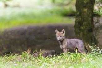 A gray wolf pup (Canis lupus lupus) stands on a small hill at the edge of the forest and observes