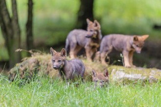 Four gray wolf pups (Canis lupus lupus) stand on, or next to a rock on a small hill at the edge of