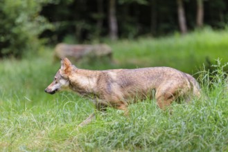 A gray wolf (Canis lupus lupus) walks along the edge of the forest on a cloudy day