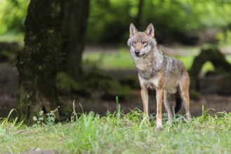 A male gray wolf (Canis lupus lupus) stands at the edge of the forest on a cloudy day
