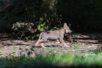 A gray wolf pup (Canis lupus lupus) runs along the edge of the forest on a sunny day