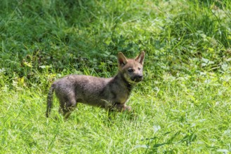 A seven-week-old gray wolf pup (Canis lupus lupus) runs across a green meadow on a sunny day