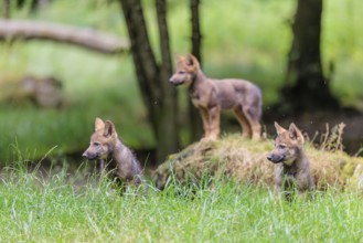 Three gray wolf pups (Canis lupus lupus) stand on, or next to a rock on a small hill at the edge of