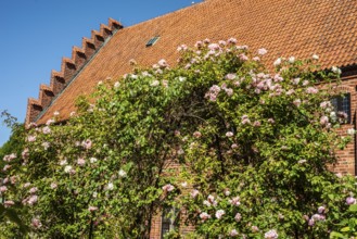 Rose garden at the old monastery, built in 1267, in Ystad, Scania, Sweden, Scandinavia