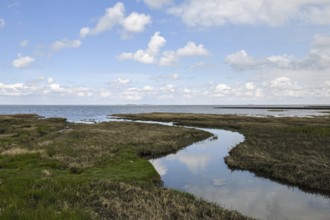 Salt marshes on the North Sea, North Sea coast, dyke foreland between Duhnen, Sahlenburg and
