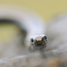 Lizard eyes... Slow worm (Anguis fragilis), frontal close-up, head portrait, direct eye contact,
