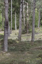 Dune pine forest... Wernerwald (Cuxhaven-Duhnen), black pines (Pinus nigra), typical forest form on
