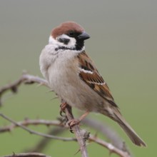 Tree sparrow (Passer montanus), differs from the house sparrow by the brown instead of grey cap,