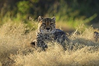 Cheetah (Acinonyx jubatus), Namibia