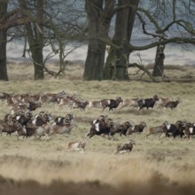 European mouflon (Ovis orientalis musimon), mouflon, mouflons, wild sheep, large herd, running,