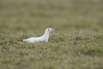 On the hunt... Ermine (Mustela erminea), large weasel in white winter fur hunting in a pasture,